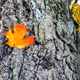 Illustration for article titled 76 Stunning Photos Of Fall Leaves